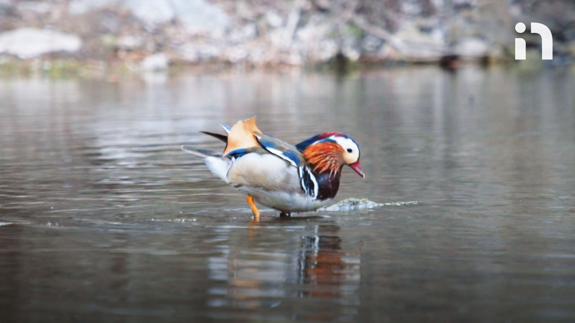 Un canard mandarin à Laval – Nature et environnement