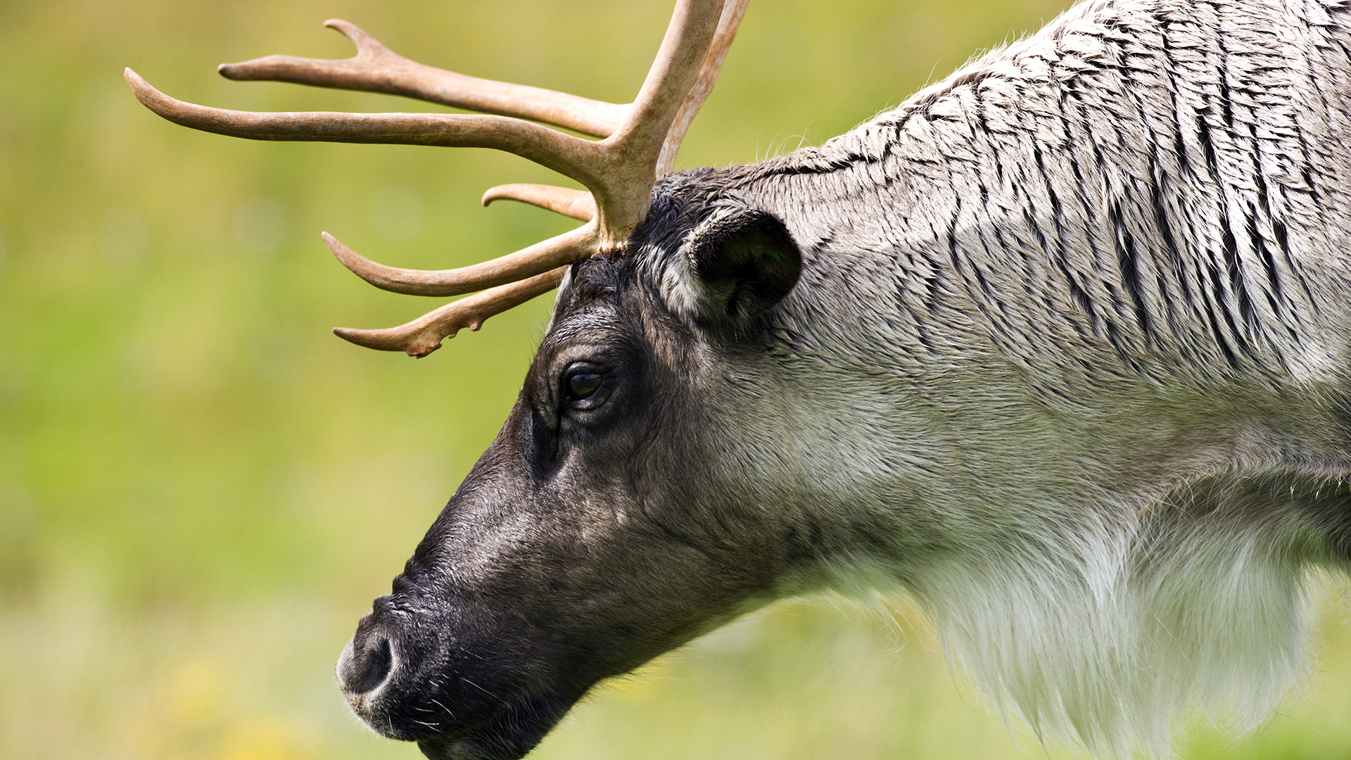 Québec veut déplacer les caribous pour les protéger. 