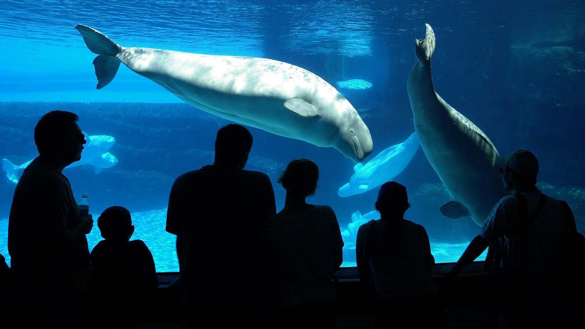 Les touristes font la queue dans une zone d'observation pour voir deux attractions de Marineland, un baleineau nageant avec sa mère et un petit groupe de bélugas à Niagara Falls, en Ontario. le mercredi 18 juillet 2001.