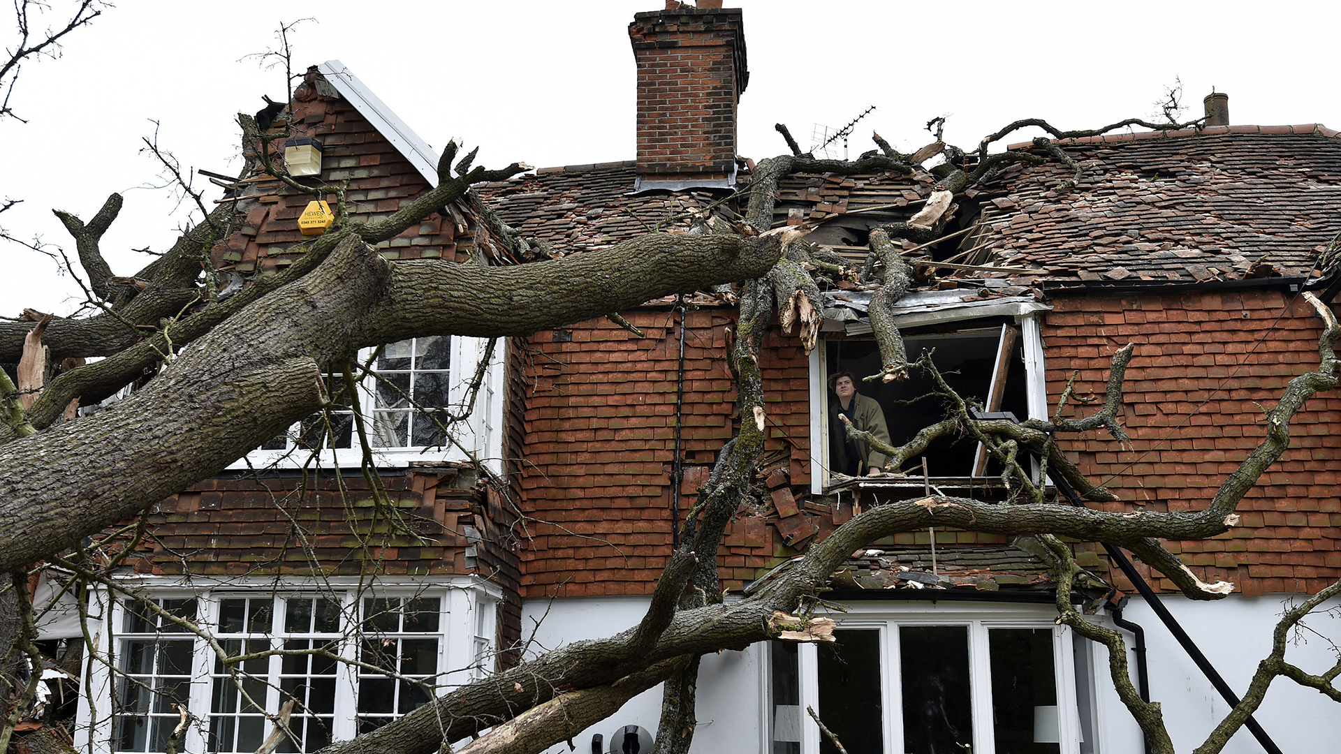 Un chêne de 400 ans qui n'a pas tenu tête à la tempête Eunice, en Angleterre.