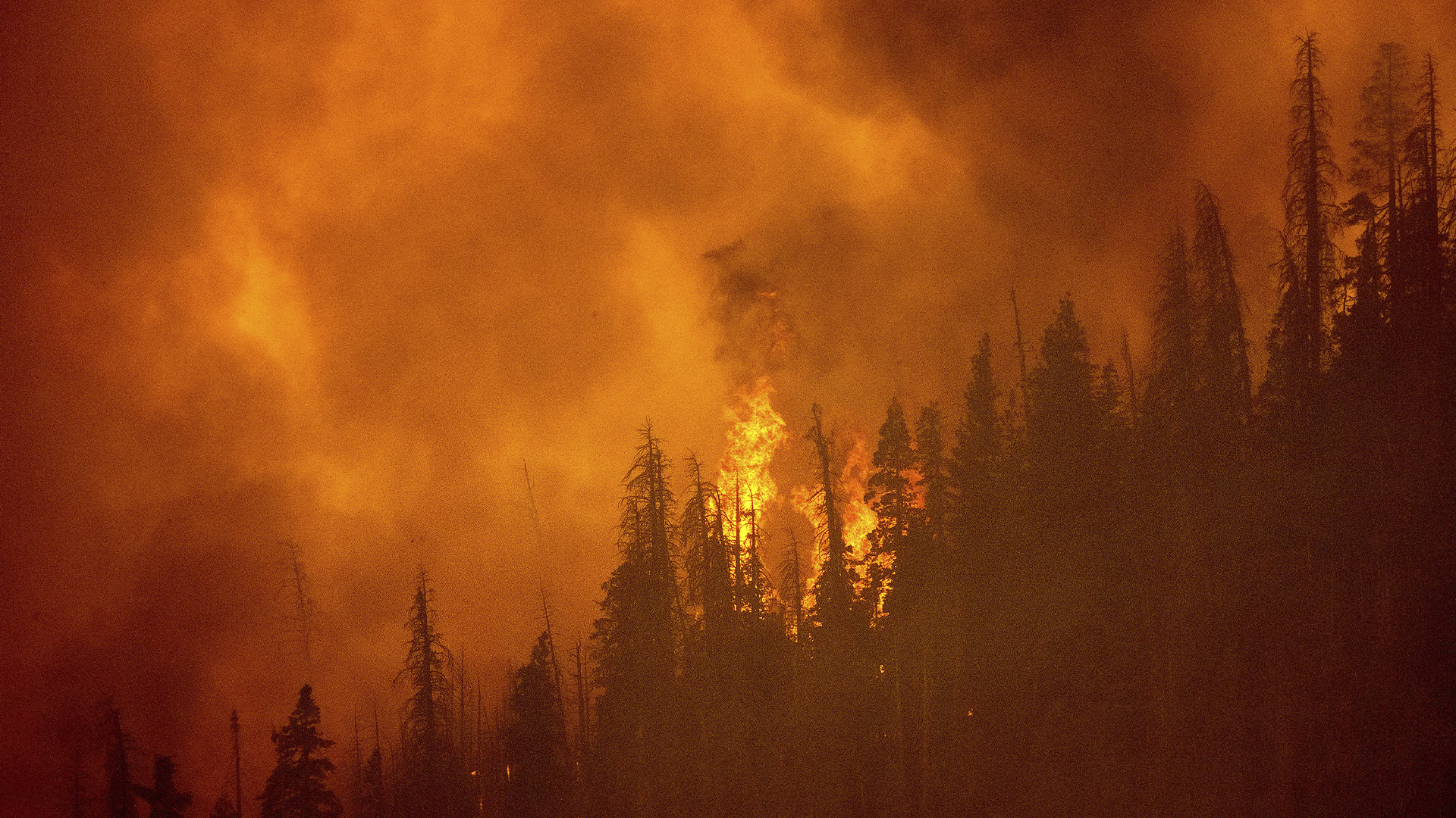 Un feu de forêt en Californie, le 20 septembre 2021. 