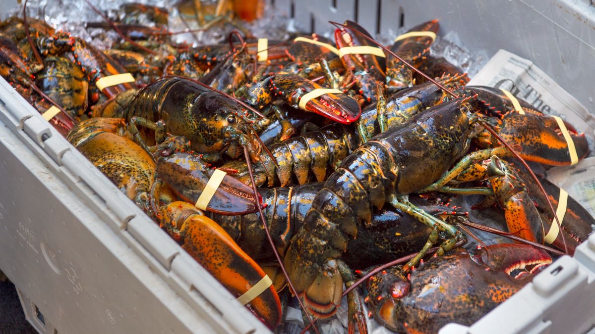 Dans les Maritimes, le prix du homard atteint des sommets inégalés.