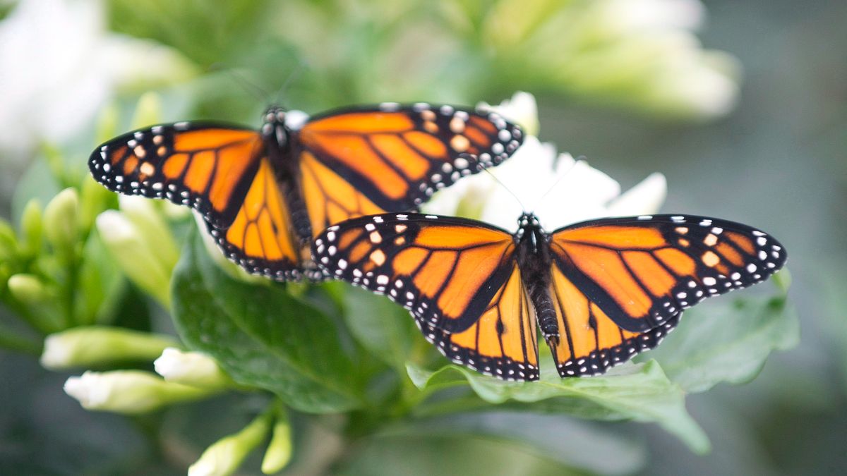Deux papillons monarques sont posés sur une fleur. 