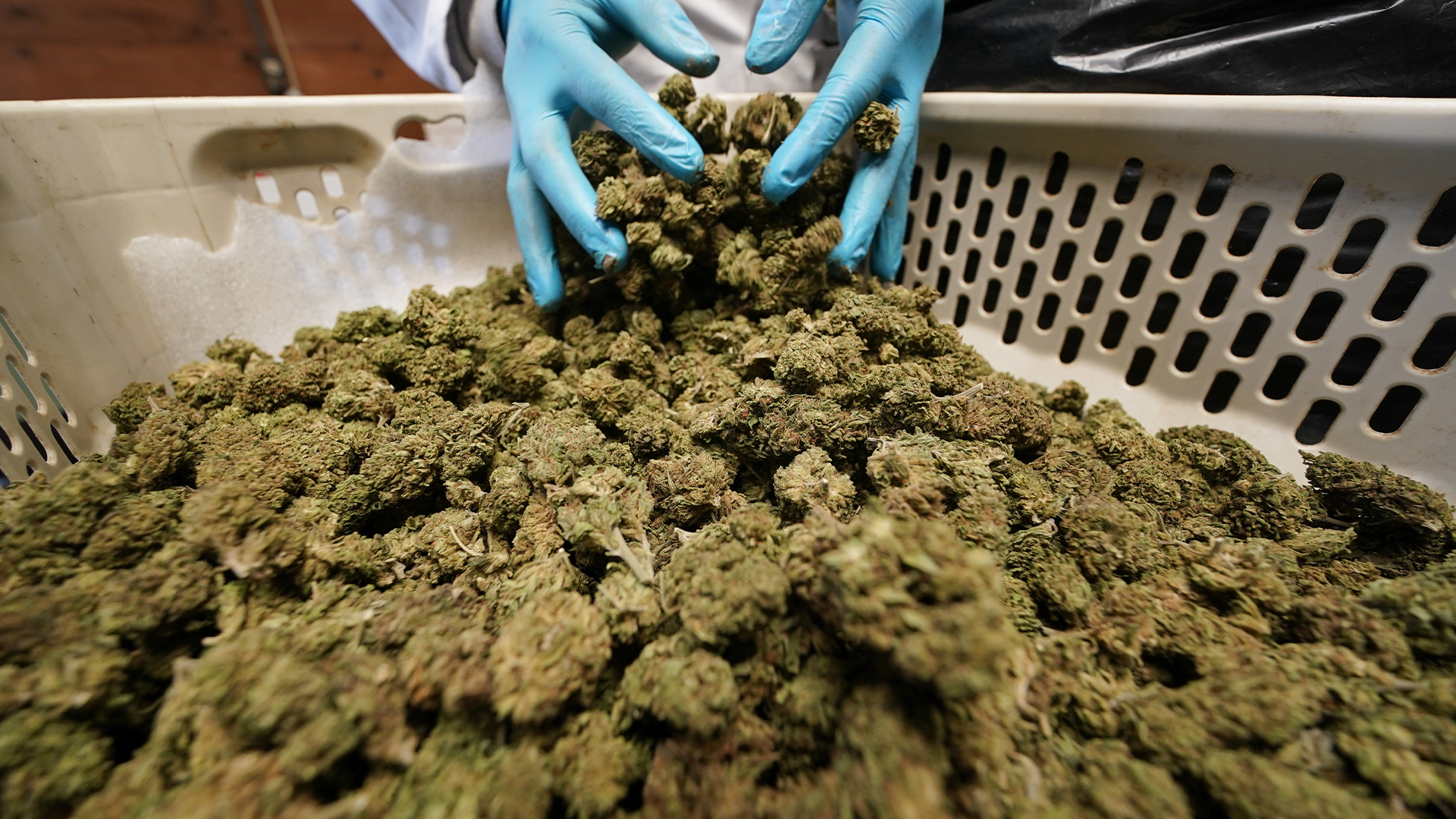 Une personne a été hospitalisée en raison d’une surdose d’opioïde, jeudi, après avoir consommé une forme de cannabis achetée dans les rues de Montréal.