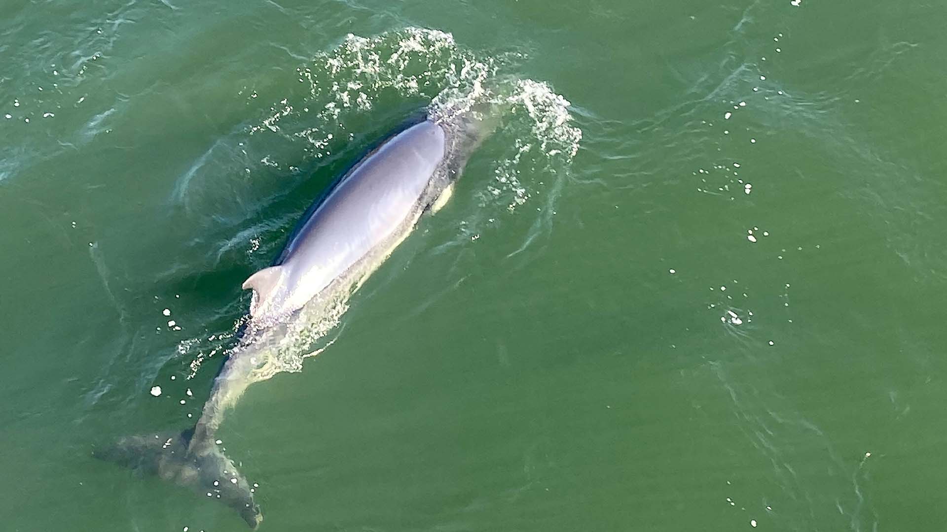 Une baleine est vue dans les eaux du fleuve Saint-Laurent, près de Montréal, le lundi 9 mai 2022.