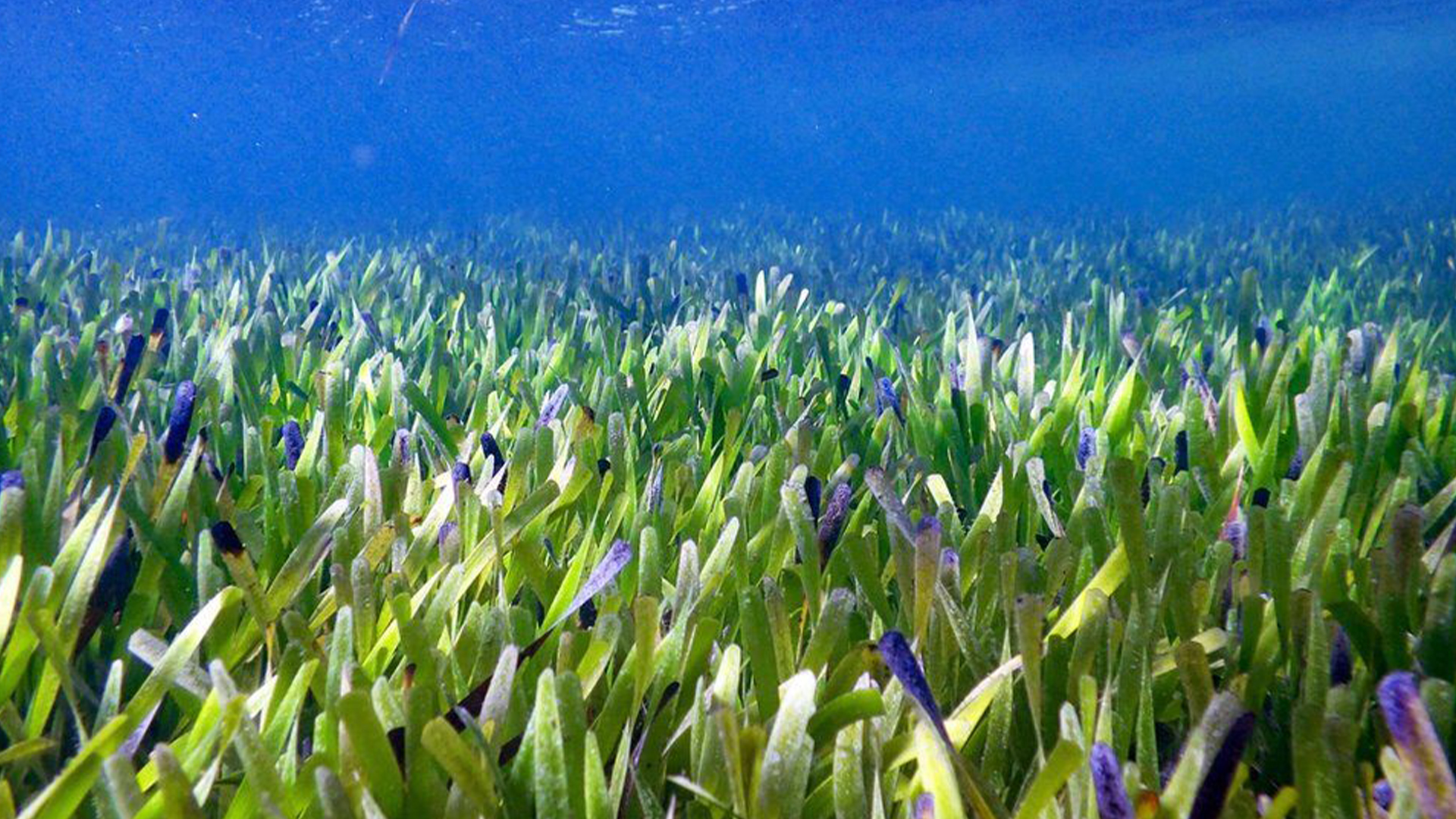 Des scientifiques ont identifié la plus grande plante du monde au large des côtes de l'Australie, un marais d'algues qui a grandi en se clonant à répétition.
