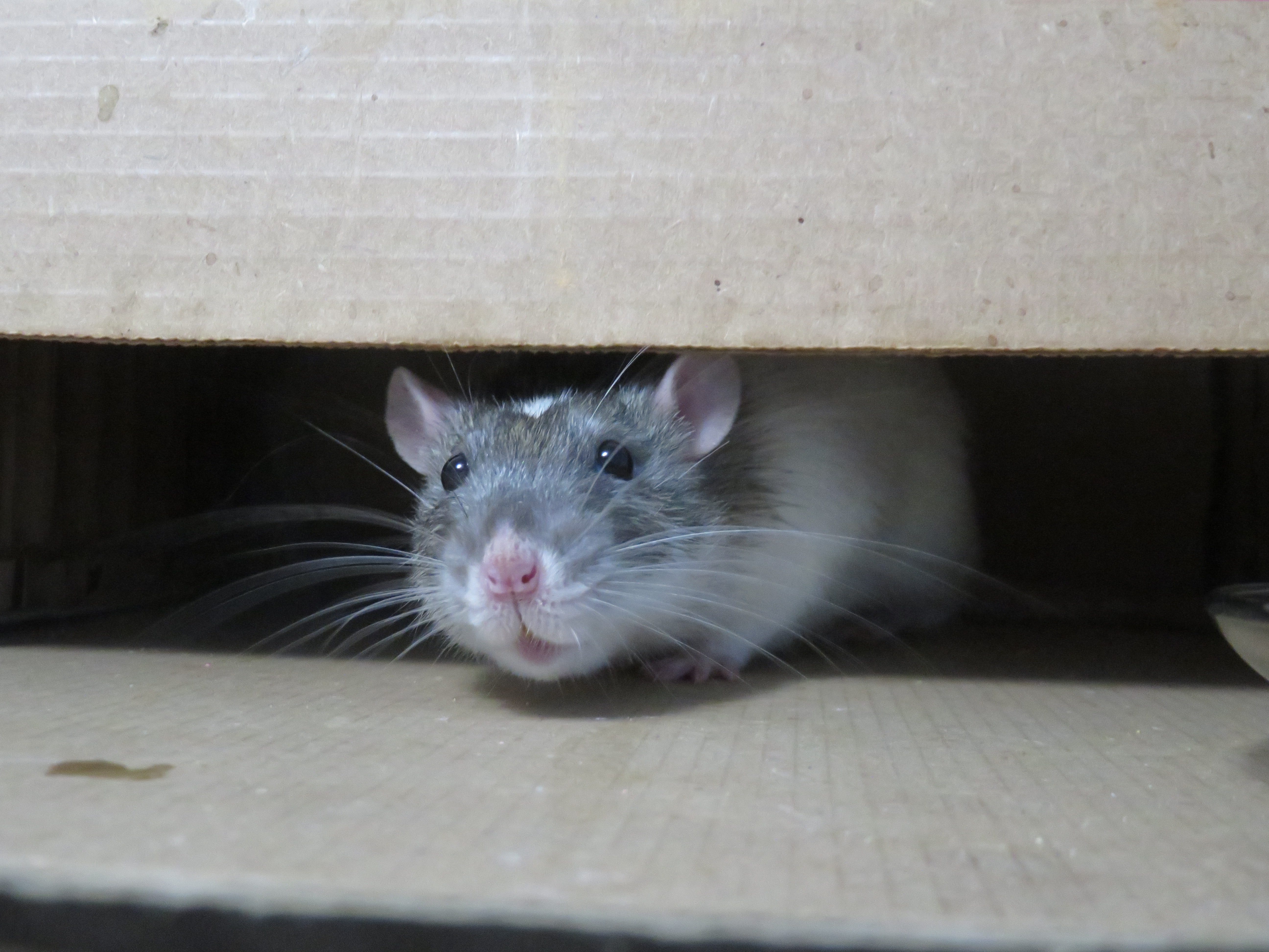 Un petit rat qui sort son museau sous un pan de boîte de carton.