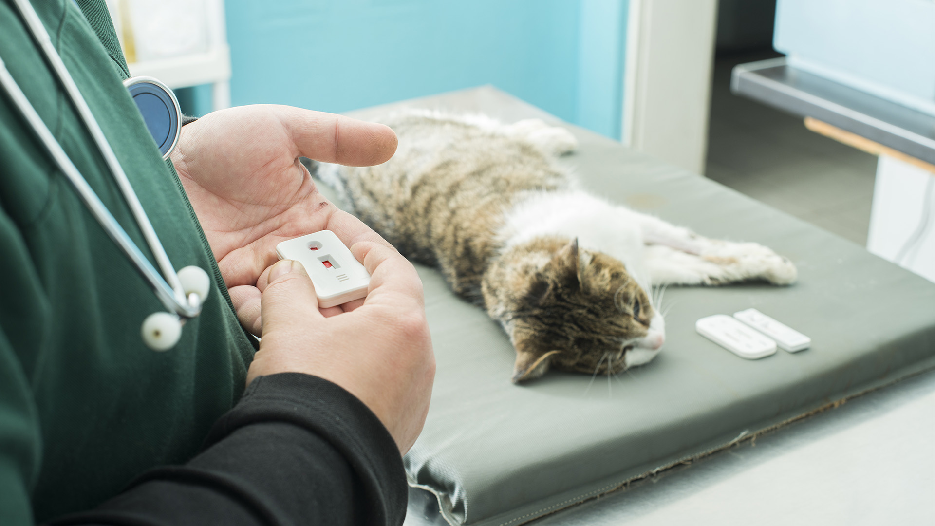 Банки крови для кошек. Гастроэнтерит у собак и кошек. Лабораторные исследования гастроэнтерита у животных. Гастроэнтерит симптомы у кота.