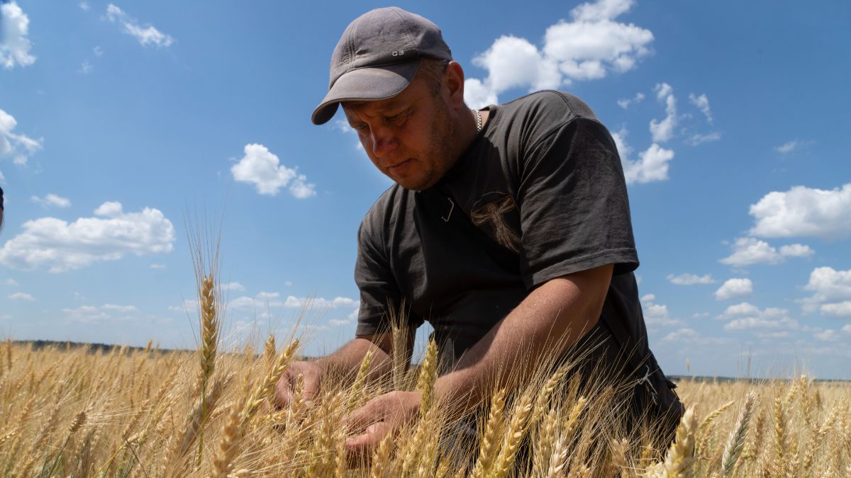 Le fermier ukrainien Andriy Zubko vérifie son blé alors que le conflit empêche le grain de quitter le pays.