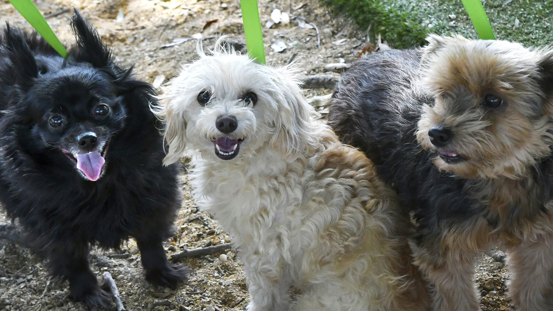 L'ACIA a annoncé qu'elle interdirait l'entrée de chiens commerciaux en provenance de pays qu'elle considère à haut risque de rage canine à partir du 28 septembre.