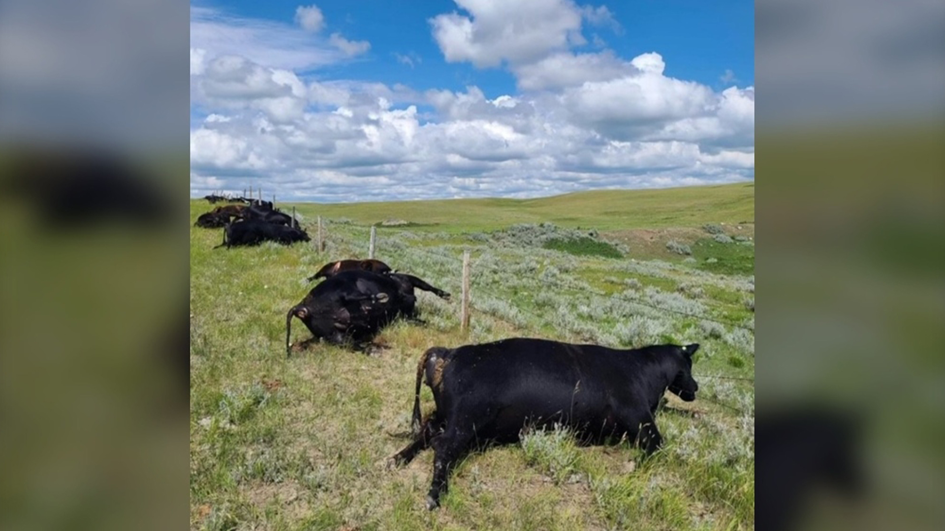 Une famille habitant au sud-ouest de la Saskatchewan fait face à une perte financière et émotionnelle importante après que 28 de leurs bovins aient été mortellement frappés par la foudre.
