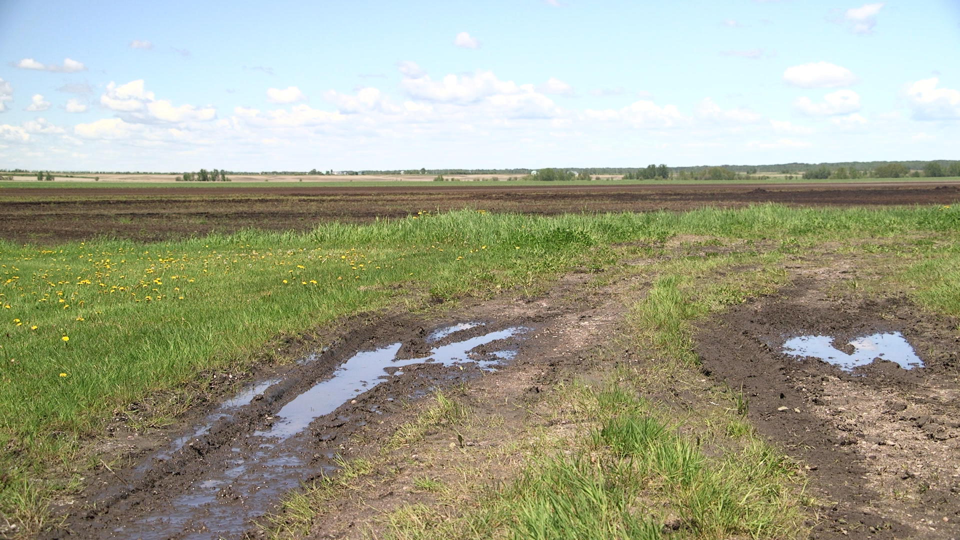 Plusieurs champs ont été inondés au printemps au Lac-Saint-Jean.