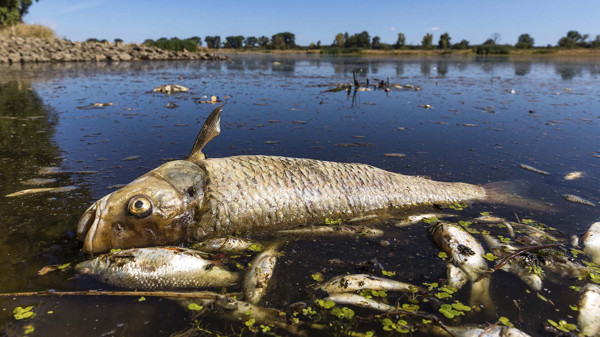 Pendant que des pompiers européens tentent de maîtriser un gigantesque feu de forêt en France, les Allemands et les Polonais tentent d'expliquer la mort de milliers de poissons dans une rivière qui coule entre leurs pays.