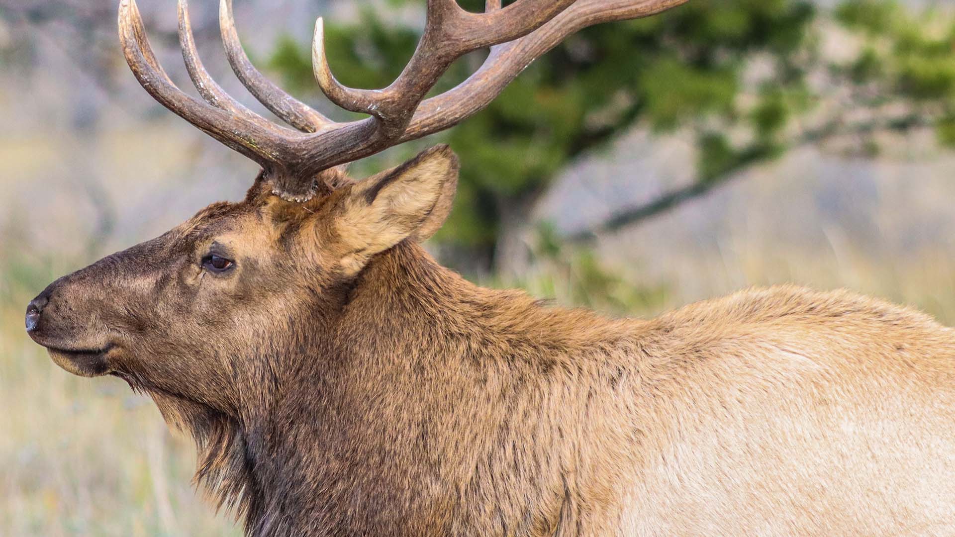 Selon l'entente, les mesures mises en place pourraient permettre «d'atteindre un pourcentage de 65 % d'habitat non perturbé» dans chacune des aires de répartition du caribou.