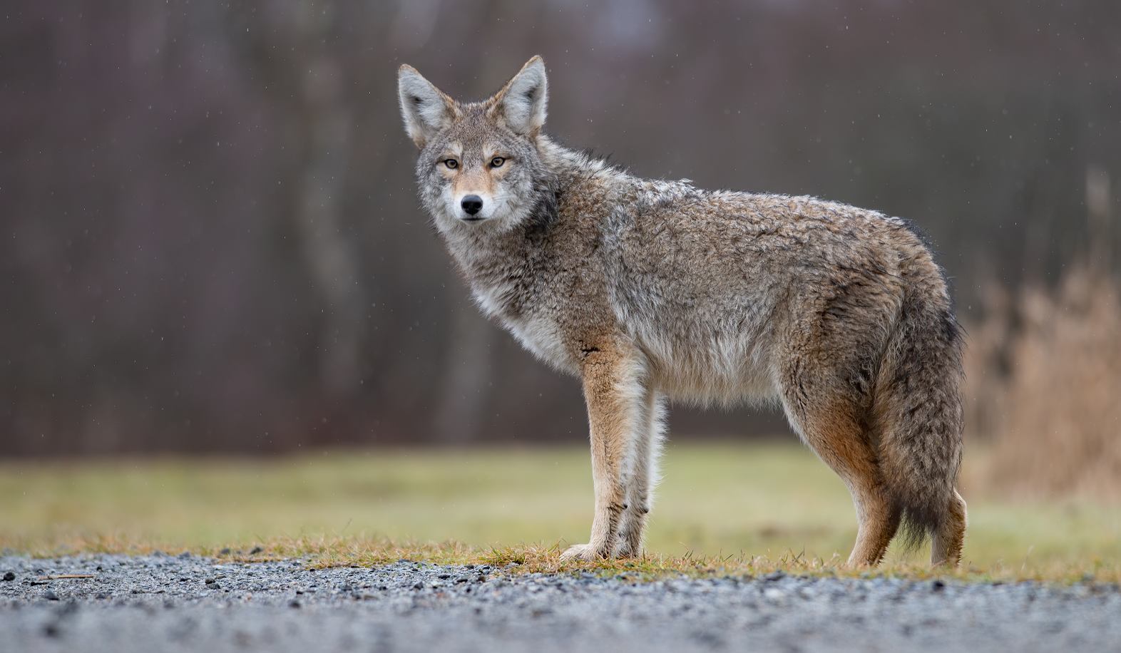 Un coyote au Canada l'hiver.