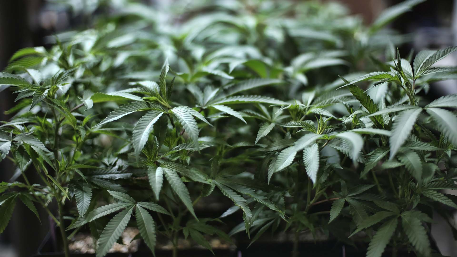 Une plantation de cannabis 