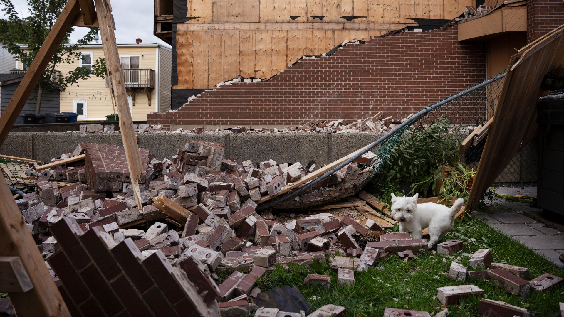 Un chien marche à travers les débris de la façade d'un bâtiment résidentiel, à Halifax.