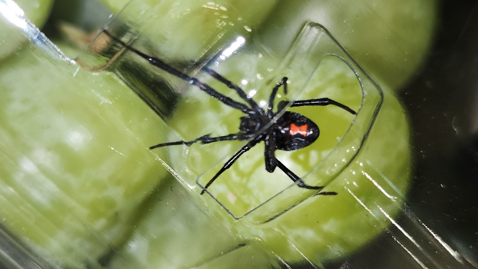 Une araignée veuve noire dans un emballage de raisins verts.