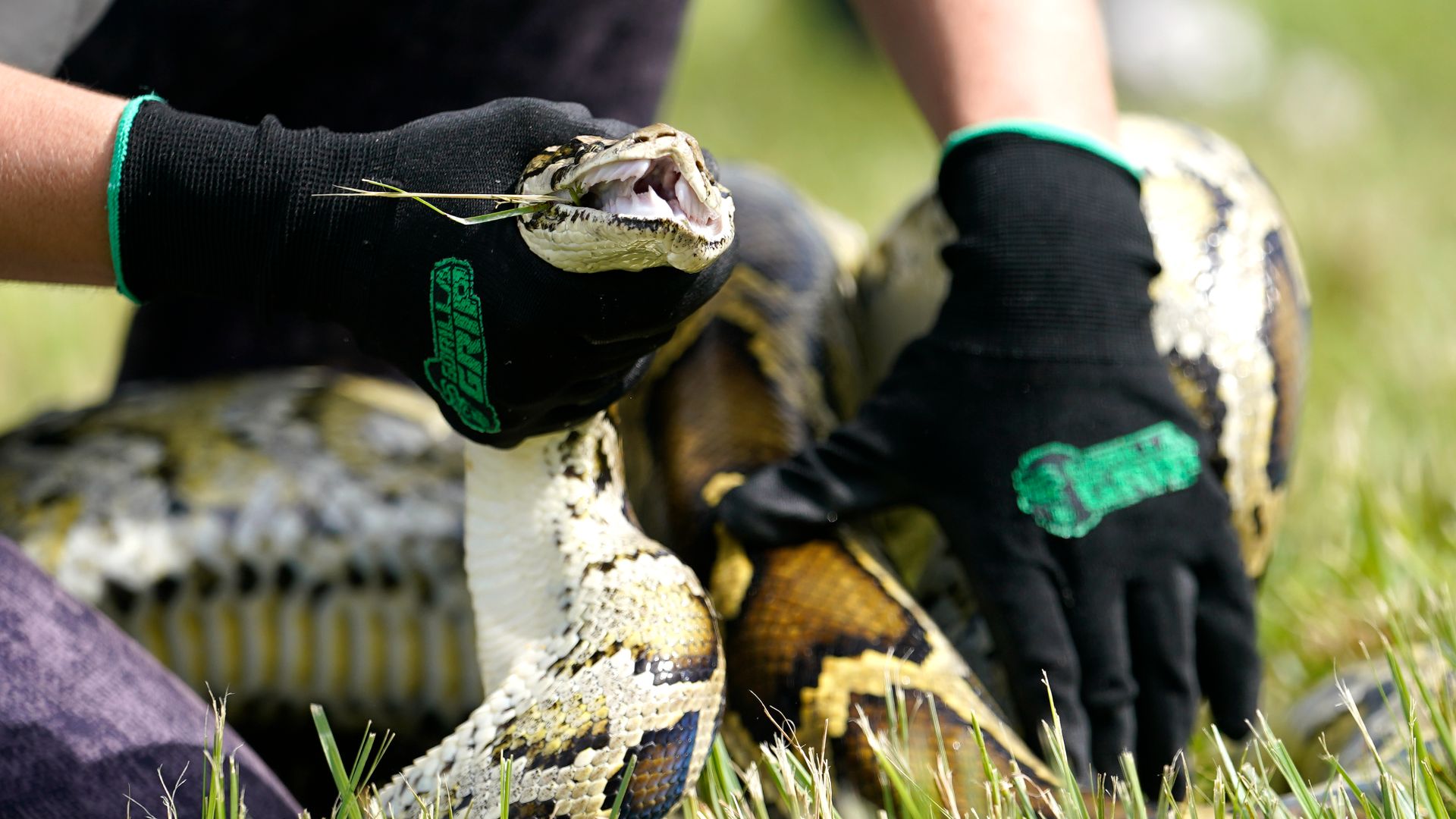Un python birman durant une démonstration, en Floride.
