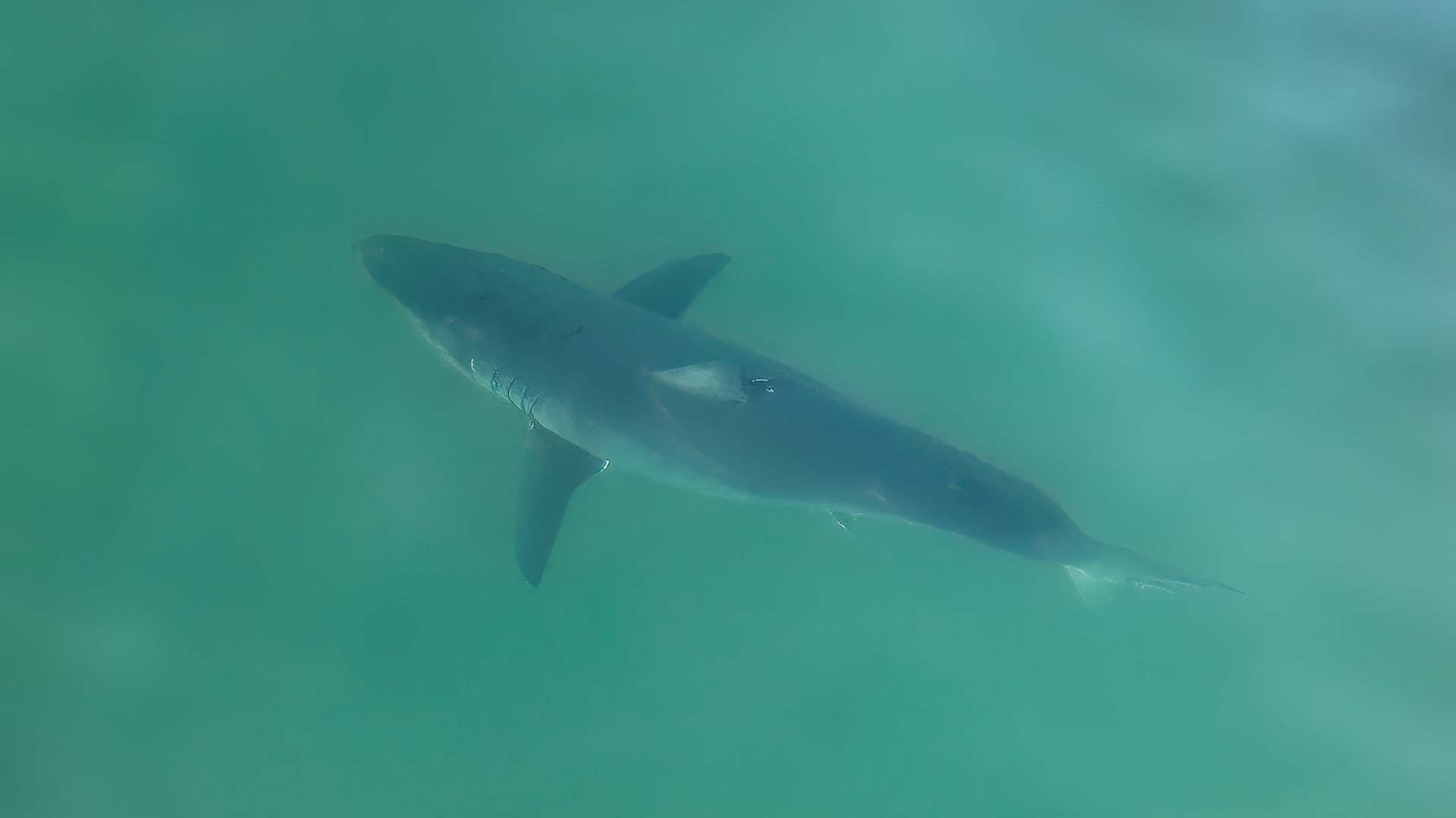 Le nombre de requins blancs est à la hausse dans l'Estuaire du Saint-Laurent près des Îles-de-la-Madeleine.