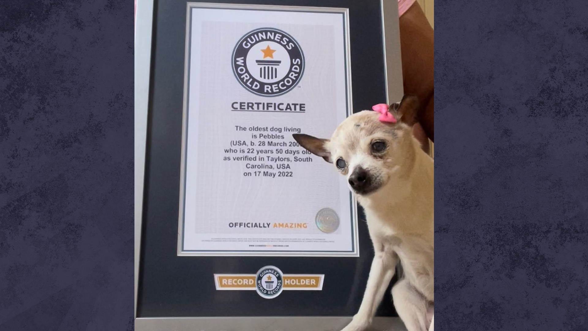 Pebbles a détrôné TobyKeith, un chien de 21 ans qui détenait le record avant que l'existence de Pebbles ne soit découverte. Elle est née le 28 mars 2000 à Long Island, dans l’État de New York.