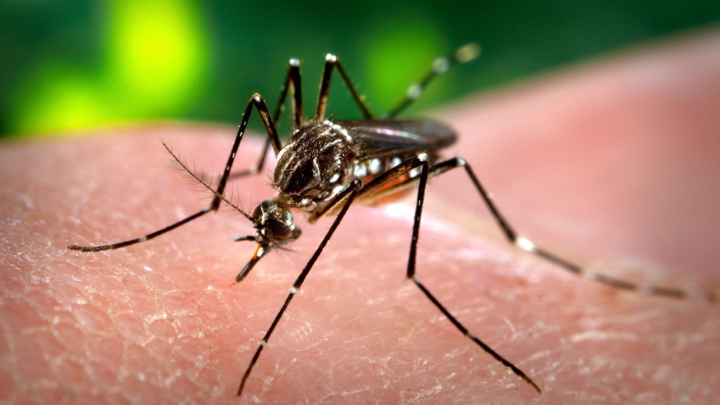 La Ville de Gatineau a renouvelé son contrat pour l'épandage du biopesticide BTI afin de contrôler la population de moustiques dans certains secteurs de son territoire.