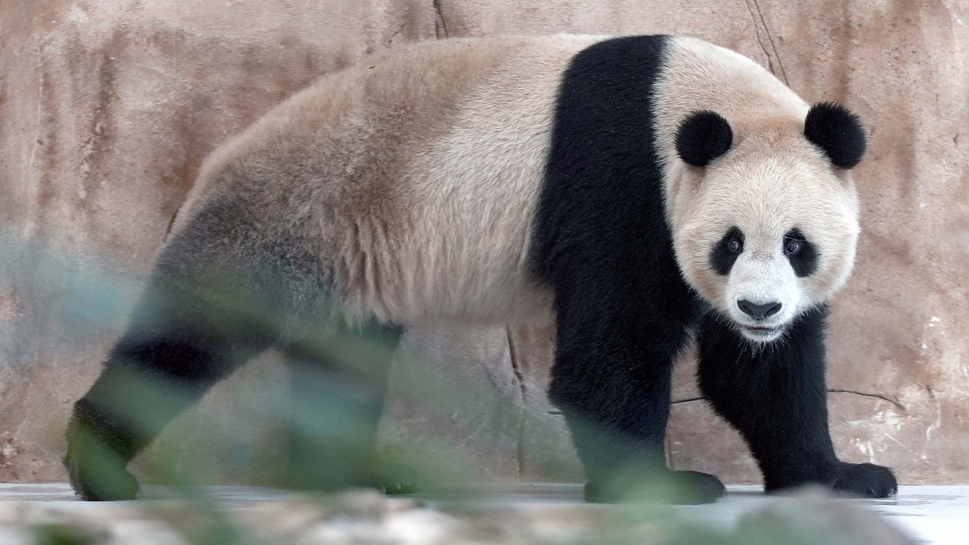 Les pandas, qui se reproduisent rarement à l'état sauvage et se nourrissent de bambou dans les montagnes de l'ouest de la Chine, restent parmi les espèces les plus menacées au monde. 