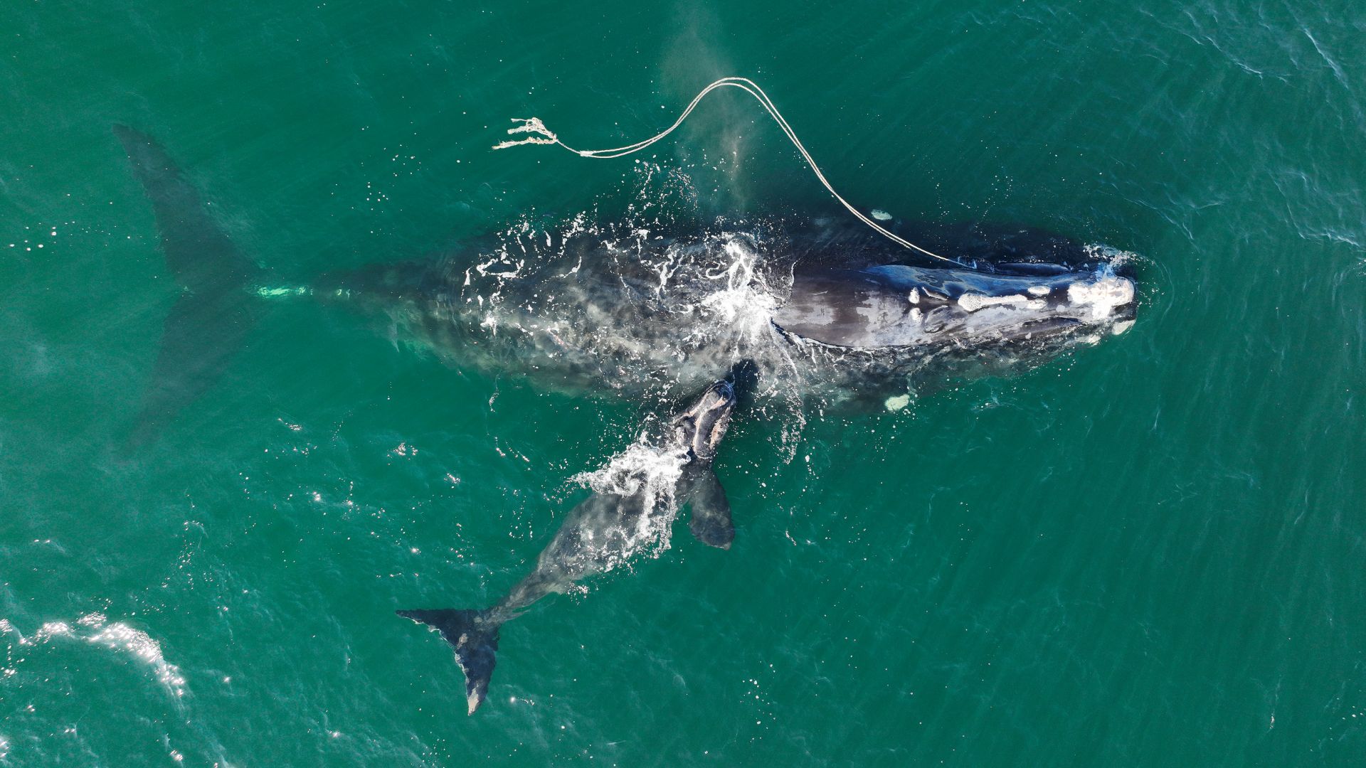 Selon le North Atlantic Right Whale Consortium, sa dernière estimation s'élève à 340 animaux l'an dernier.