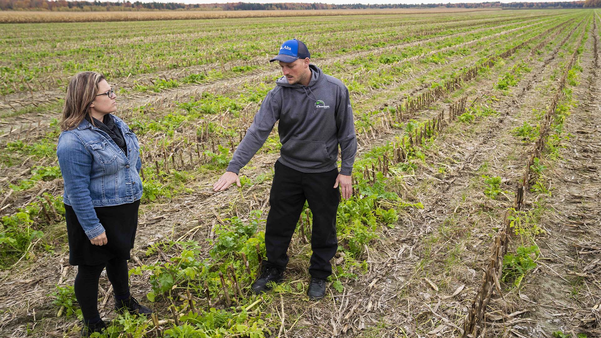 L'agronome Amélie Gauthier et Raphael Beauchemin se tiennent dans un champ de maïs où des radis ont été plantés à Saint-Ours, au Québec, le jeudi 13 octobre 2022. 