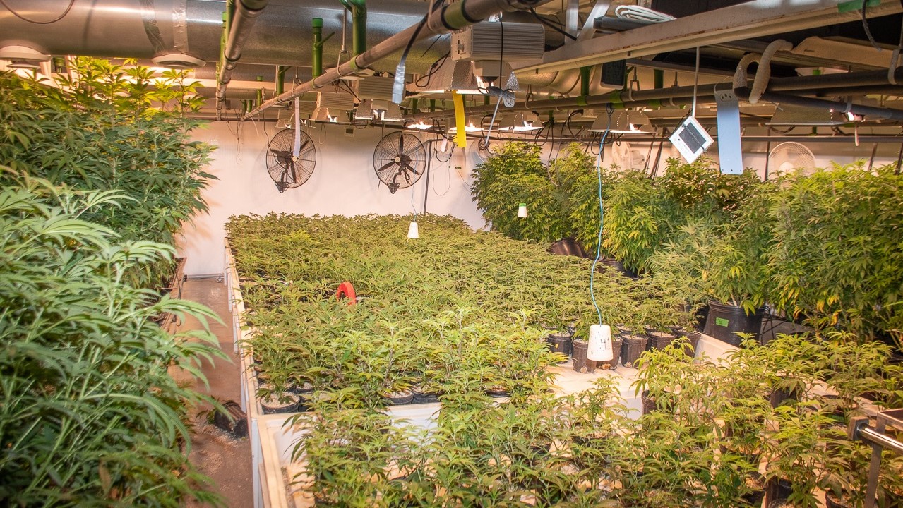 Plus de 2 000 plants de cannabis ont été saisis à Laval