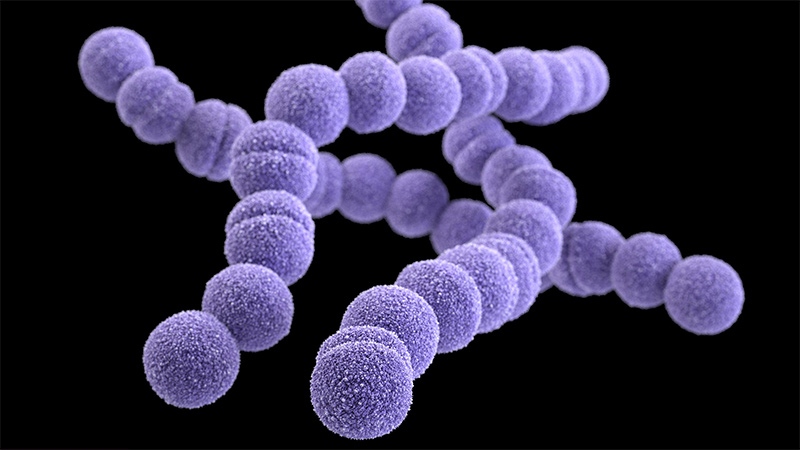 Cette illustration représente une image tridimensionnelle générée par ordinateur d'un groupe de streptocoques du groupe A (SGA) résistants à l'érythromycine, également connus sous le nom de bactéries S. pyogenes
