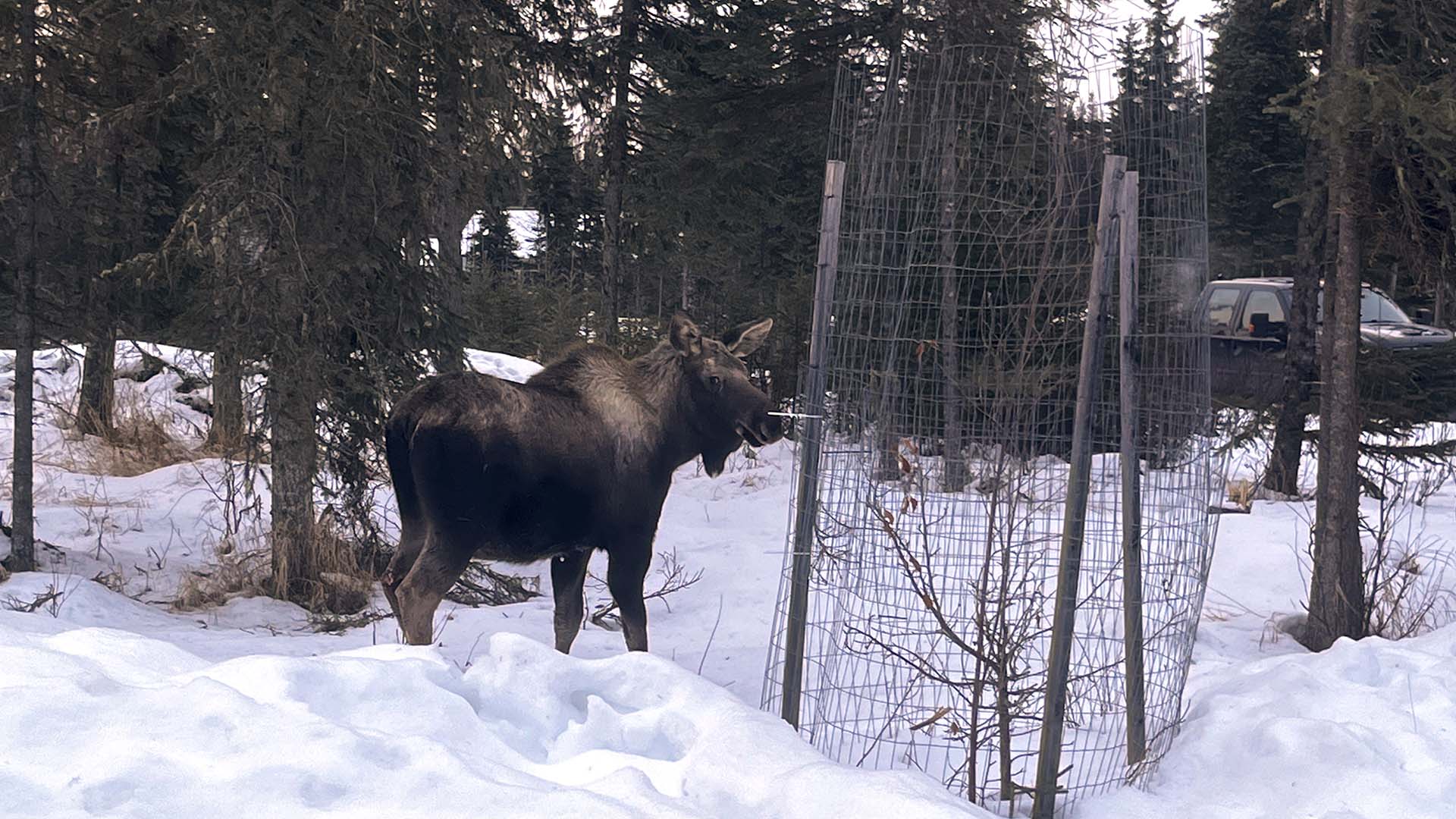 Les groupes environnementaux accueillent favorablement le rachat par Parcs Canada de deux gîtes situés dans la vallée Tonquin du parc national Jasper. Sur la photo, un caribou en Alaska.