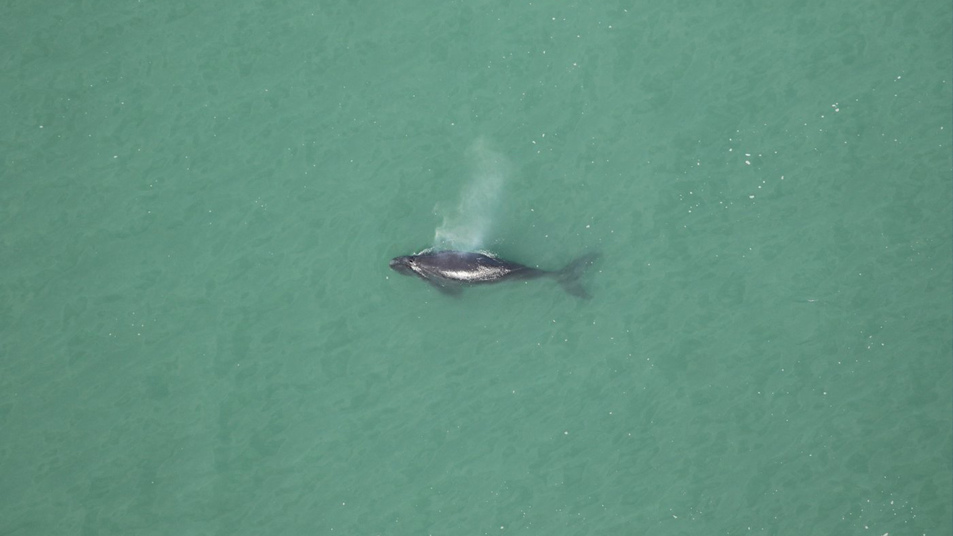 Des équipes de relevés aériens localisent et documentent le baleineau noir solitaire à l'intérieur de l'inlet Beaufort, en Caroline du Nord, sur une photo à distribuer. Les chercheurs disent que la mort d'un nouveau-né baleine noire de l'Atlantique Nord en voie de disparition est un coup dur pour la population.