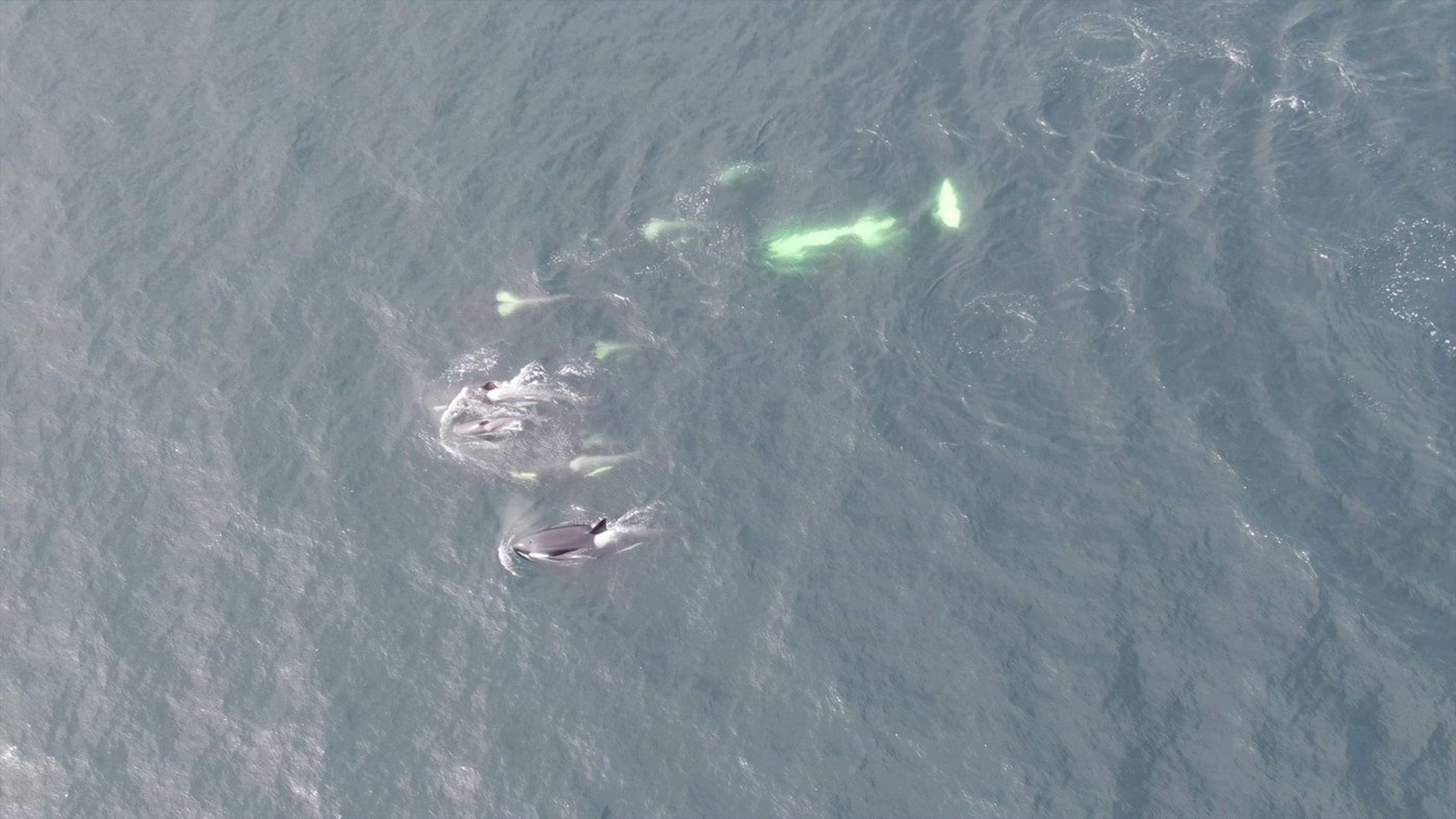Les baleines des îles Gulf, un habitat essentiel des épaulards résidents du sud, sont présentées sur une photo à distribuer. Des produits chimiques toxiques provenant du papier hygiénique ont été trouvés dans les corps d'orques en voie de disparition de la Colombie-Britannique, selon une étude menée par des scientifiques marins.