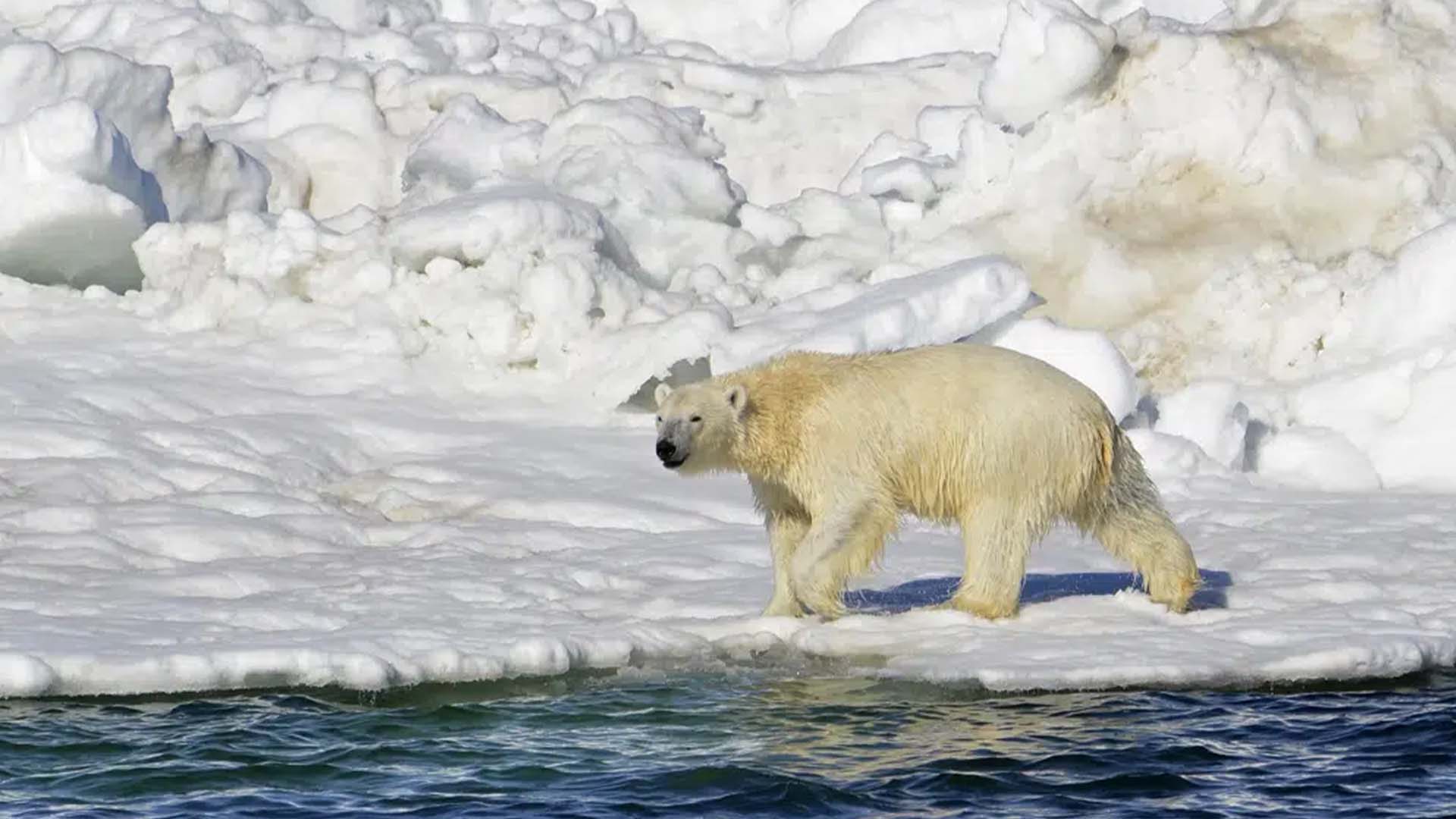 Sur cette photo d'archive du 15 juin 2014 , un ours polaire se sèche après avoir pris un bain dans la mer des Tchouktches en Alaska.