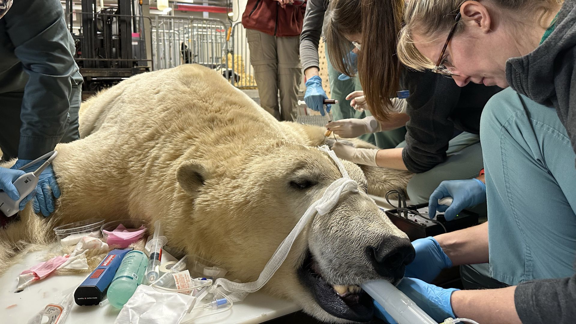L'ours polaire Kinuk s'est rendu récemment au Centre hospitalier universitaire vétérinaire de Saint-Hyacinthe pour y subir une batterie de tests. 