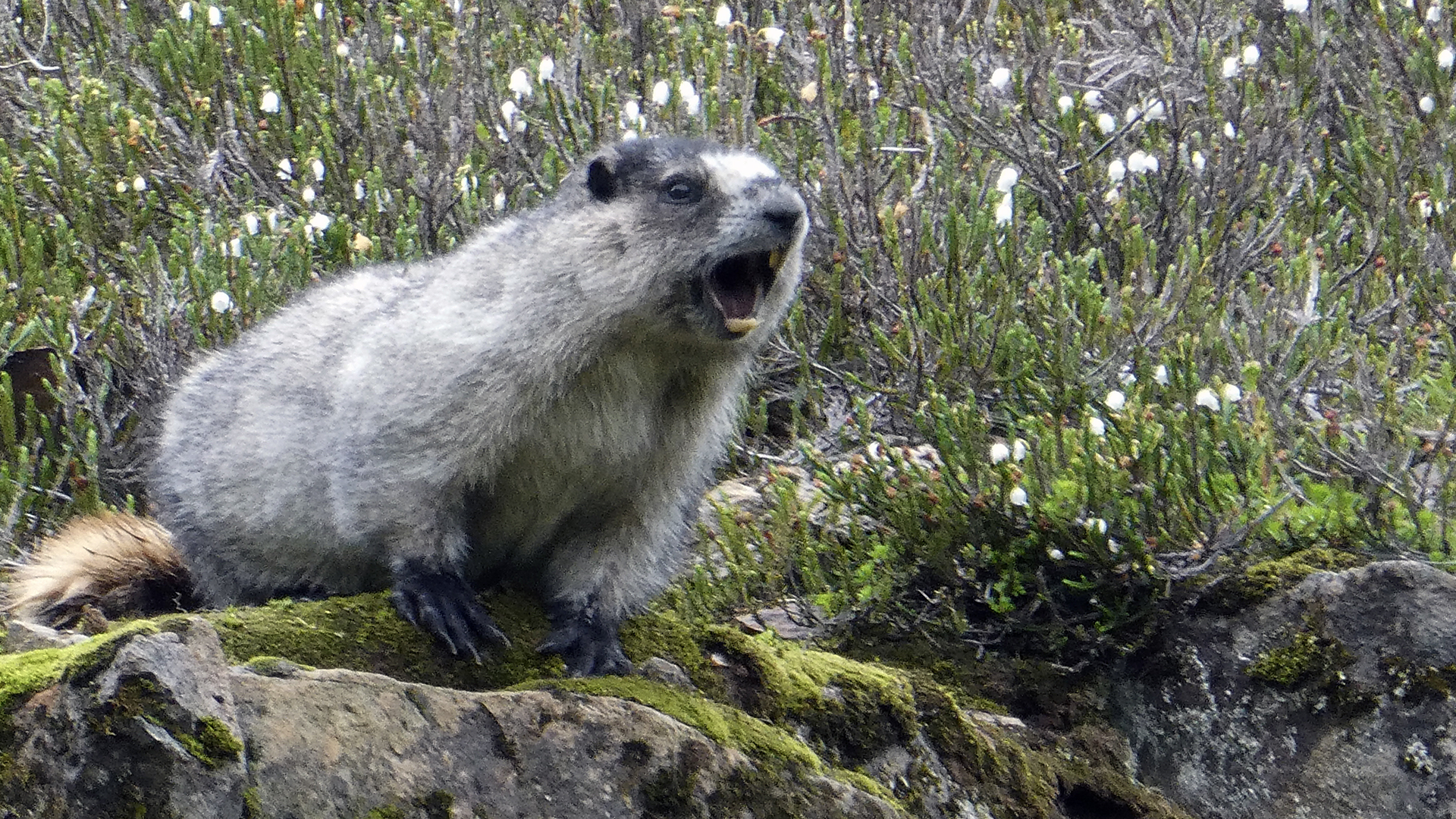 Selon l’Encyclopédie canadienne, pour connaître les origines du jour de la Marmotte, il faut remonter à l’époque médiévale, en Europe.