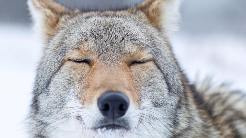 Alex, un coyote de 10 ans au Refuge Pageau d'Amos, est décédé en 2023