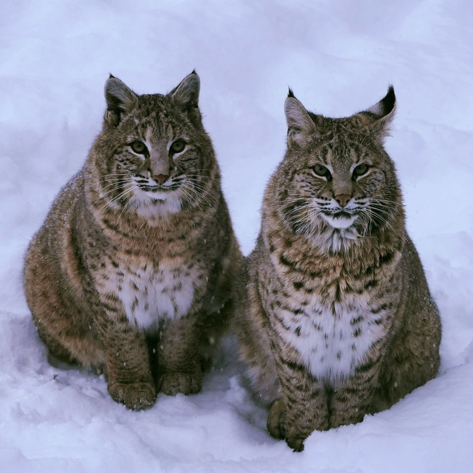 Deux lynx du Zoo sauvage de St-Félicien.