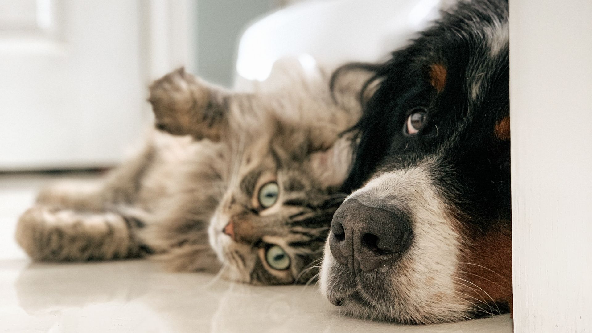 Une vétérinaire donne ses conseils pour s’assurer du bien-être de son ami à quatre pattes cet été.