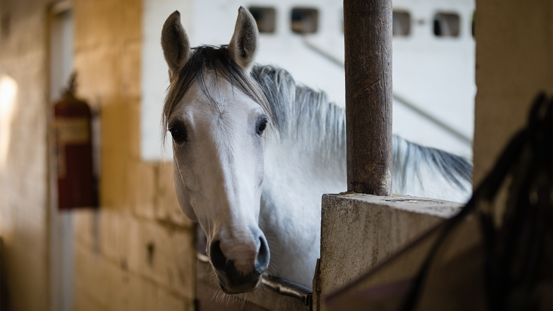 La Société pour la prévention de la cruauté envers les animaux (SPCA) de Montréal dénonce l'exportation de chevaux vivants vers le Japon à des fins de consommation humaine, une pratique qui devait être interdite par le gouvernement fédéral.