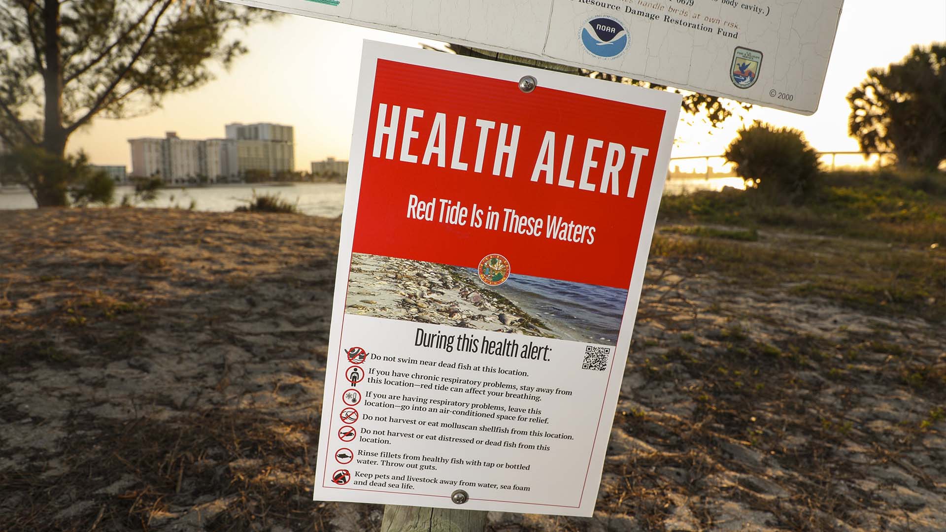 La marée rouge, une prolifération d'algues toxiques qui se produit naturellement dans le golfe du Mexique, est aggravée par la présence de nutriments tels que l'azote dans l'eau. 