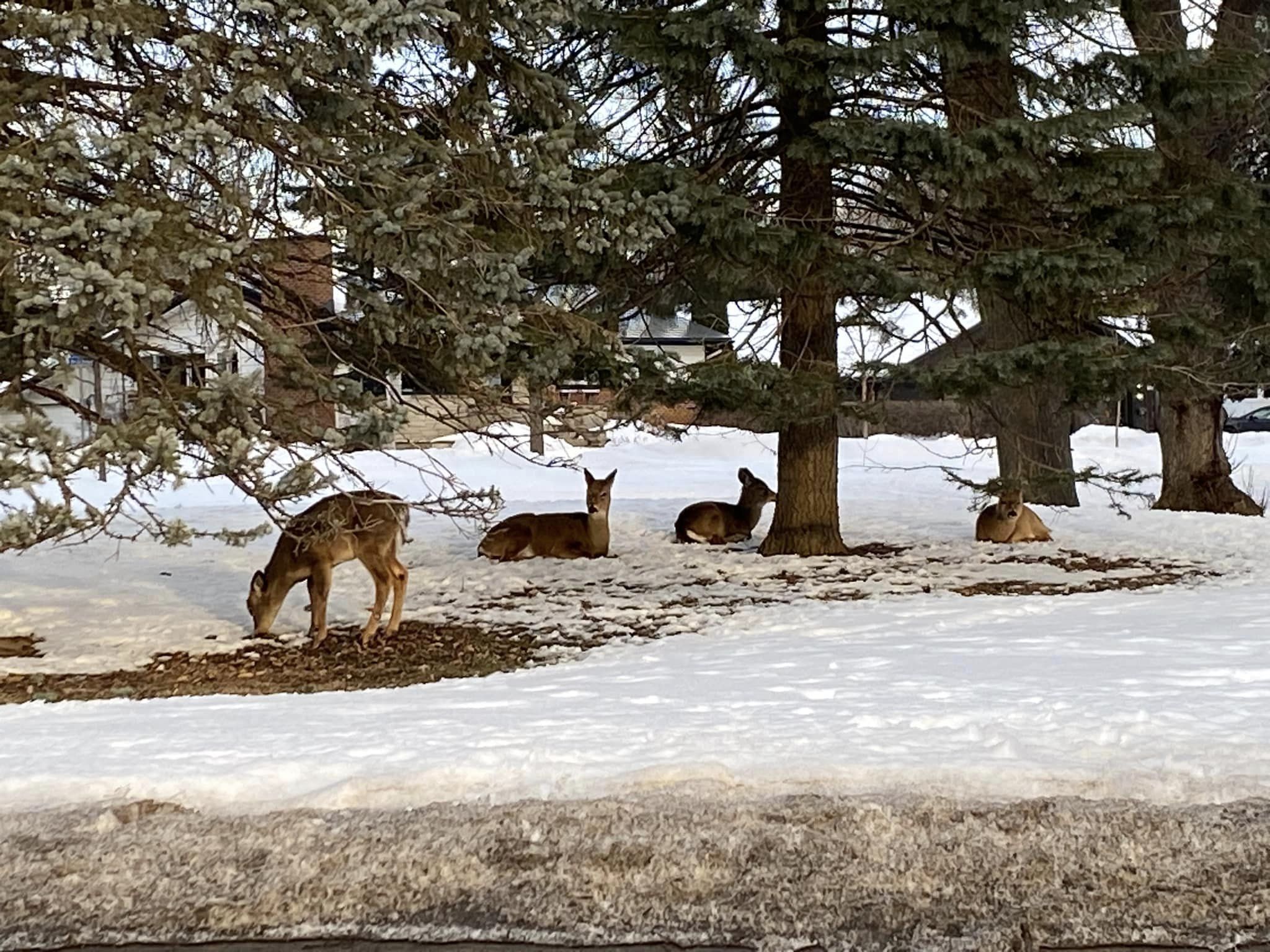 Des cerfs ont trouvé refuge au parc de La Broquerie, situé sur le boulevard Marie-Victorin à Boucherville. 