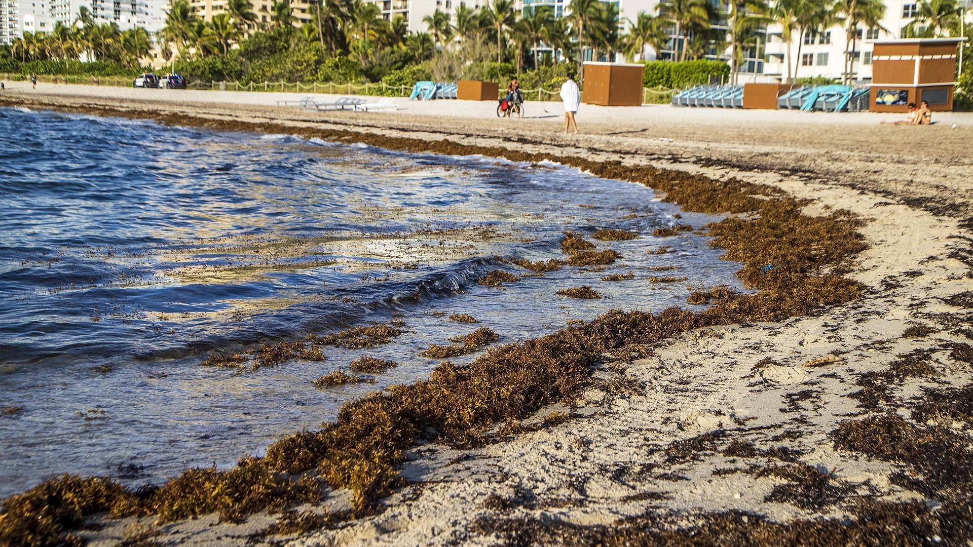 Des sargasses se trouvent sur la plage de Miami Beach, en Floride, le 25 août 2022.