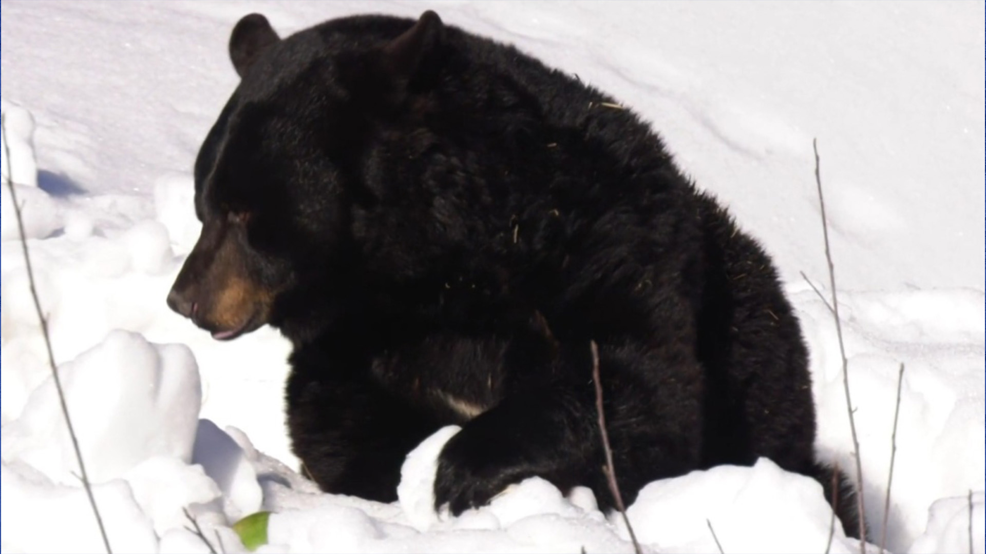 Genie l'ours est sorti de son hibernation à l'Écomusée de Montréal, signalant le début du printemps.