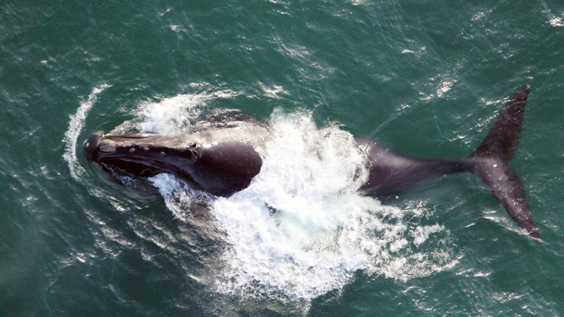 Au cours des dernières années, l’empêtrement dans des filets de pêche a été l’une des principales causes de mort de baleines noires de l’Atlantique Nord. 