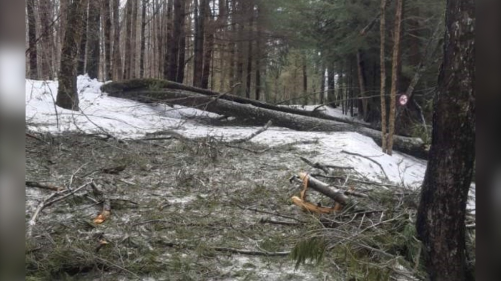 Plusieurs branches et débris se sont amassés sur les sentiers du parc de la Gatineau à la suite de la tempête de verglas.