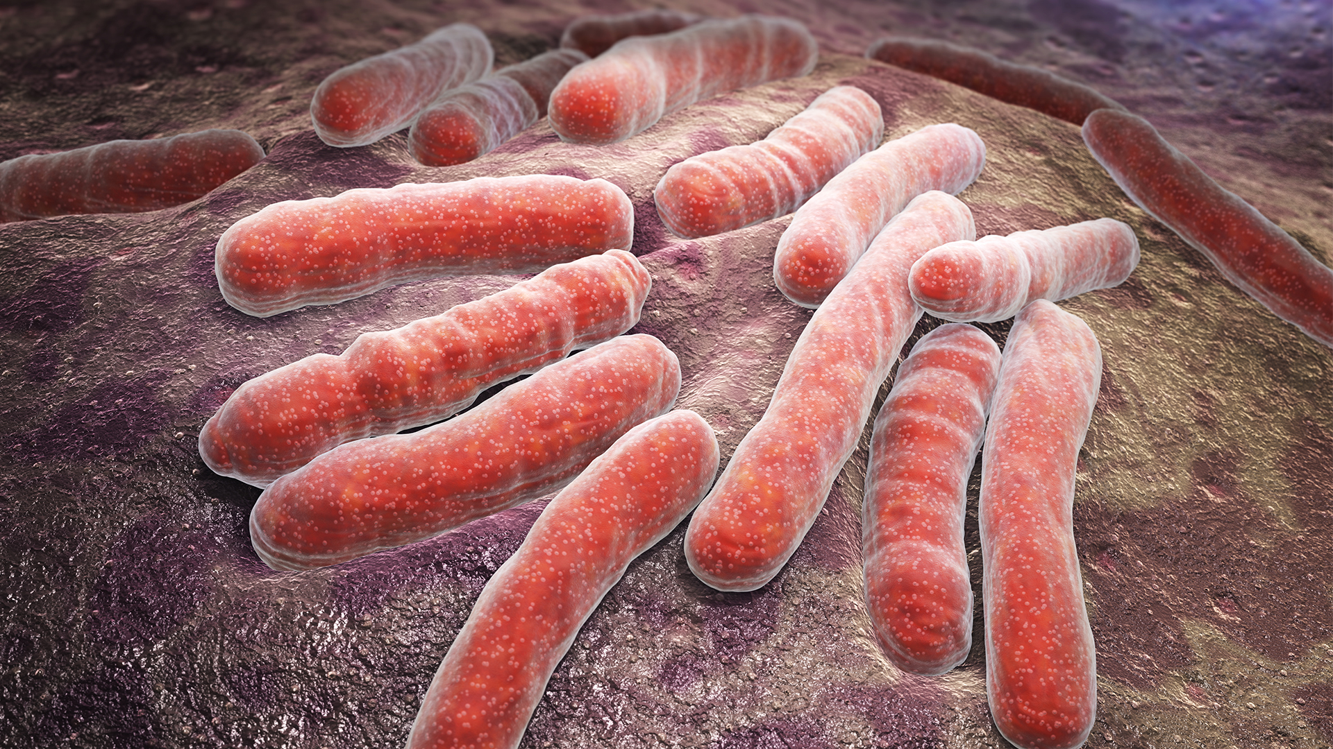 Bactéries tuberculeuses