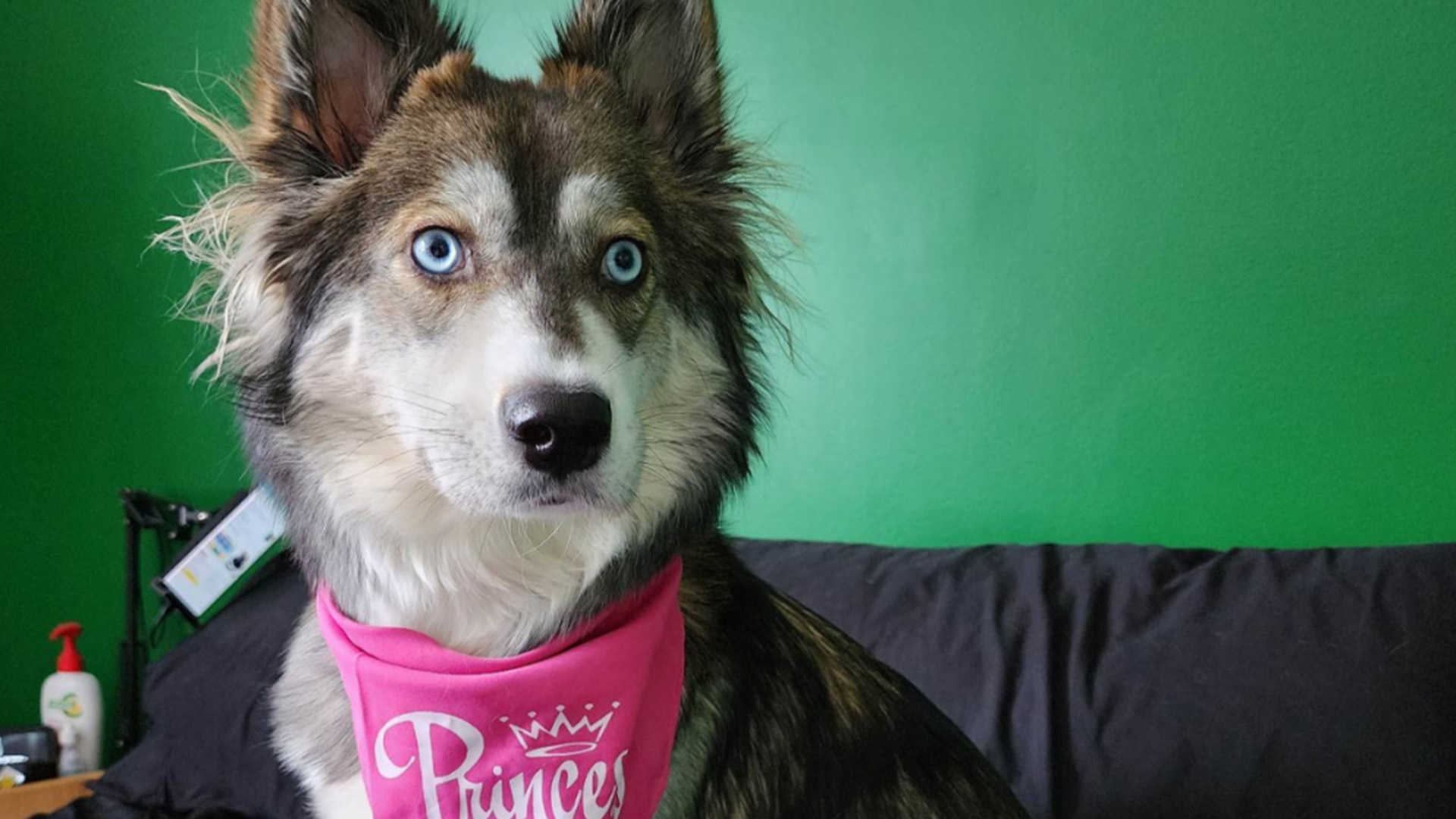 Sarah Michaud-Allard souffre d'anxiété et de dépression et a adopté un husky appelé Princess il y a trois mois plutôt que d'acheter un chien d'assistance, qui pourrait coûter plus de 20 000$.