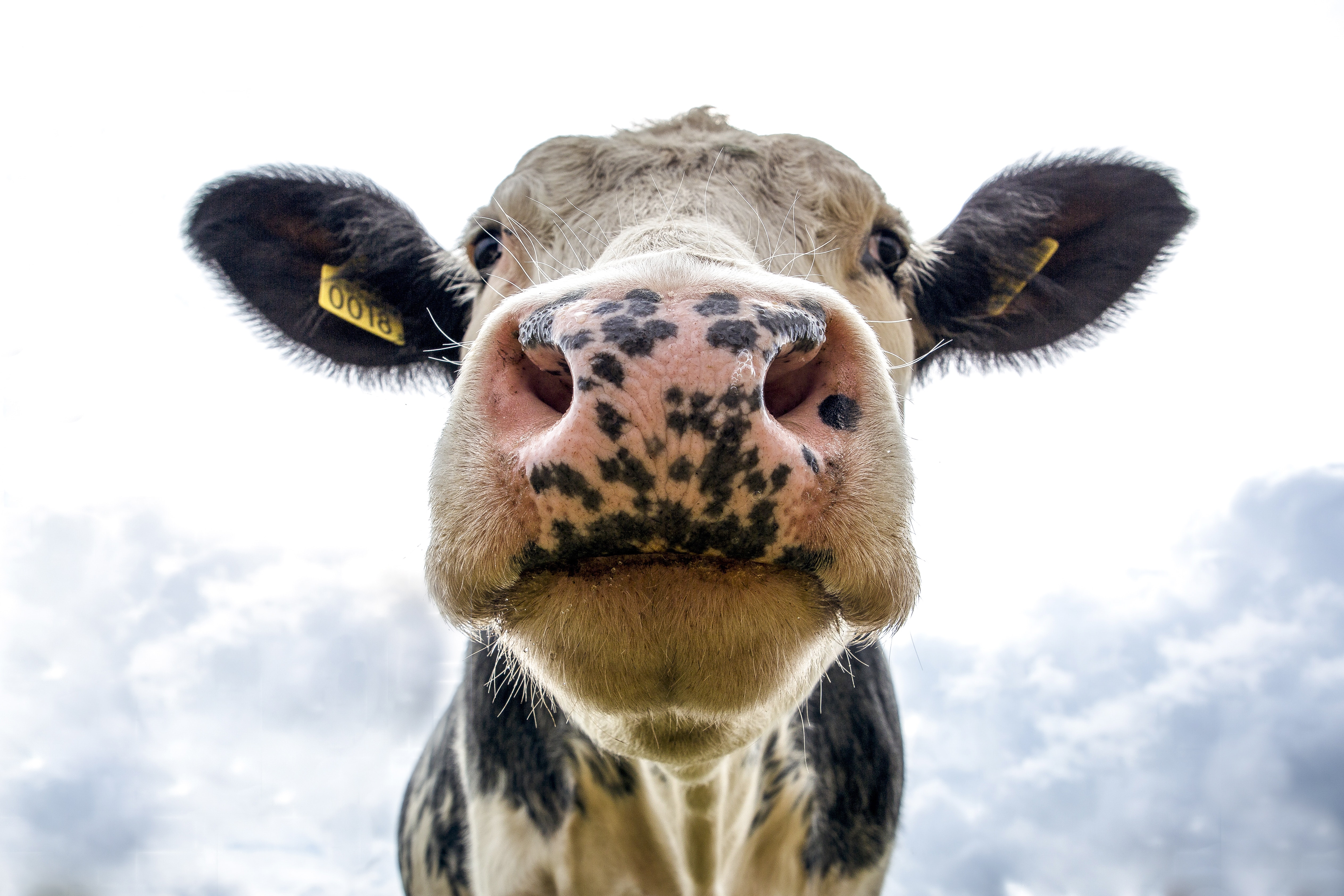 Une vache émet annuellement la même quantité de GES qu’une voiture au carburant.